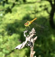 Sympetrum kunckeli