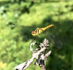 Sympetrum kunckeli