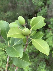 Mimusops obtusifolia