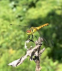 Sympetrum kunckeli