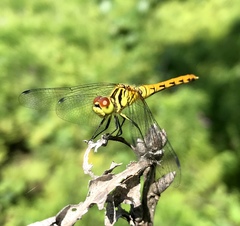 Sympetrum kunckeli
