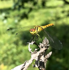 Sympetrum kunckeli