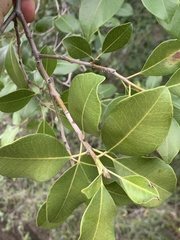 Mimusops obtusifolia
