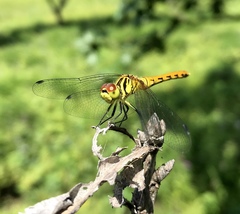 Sympetrum kunckeli