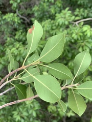 Mimusops obtusifolia