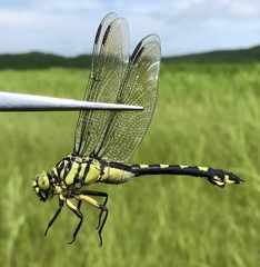 Sinictinogomphus clavatus