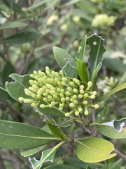 Coptosperma littorale