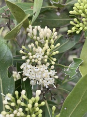 Coptosperma littorale