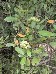 Coptosperma littorale