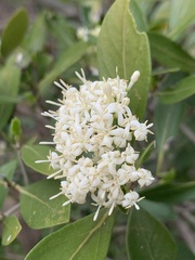 Coptosperma littorale