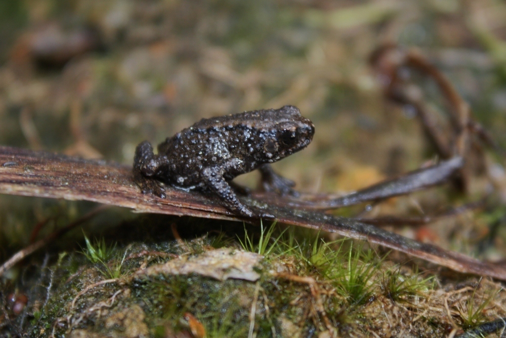 Black Flathead Toad