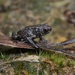 Kinabalu Dwarf Toad - Photo (c) Thomas Brown, some rights reserved (CC BY-NC), uploaded by Thomas Brown