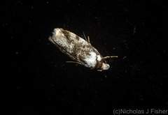 Barea synchyta