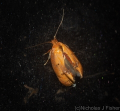 Hoplomorpha caminodes