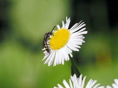 Monosapyga clavicornis