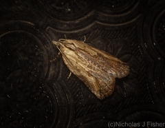 Cryptoptila immersana