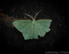 Maxates centrophylla