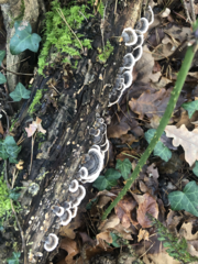 Trametes versicolor