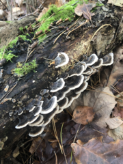 Trametes versicolor