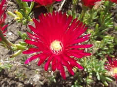 Lampranthus coccineus