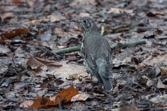 Turdus viscivorus