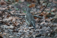 Turdus viscivorus