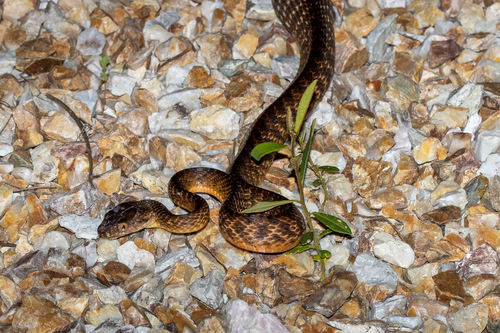 Brown Tree Snake sighting