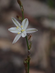 Caesia parviflora