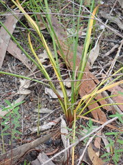 Caesia parviflora