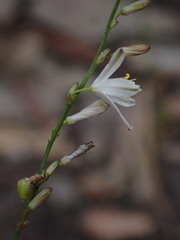 Caesia parviflora