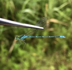 Paracercion hieroglyphicum