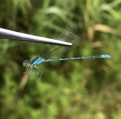 Paracercion hieroglyphicum