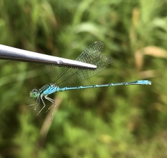 Paracercion hieroglyphicum