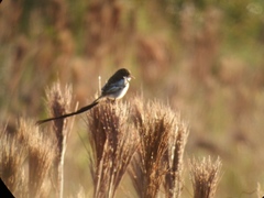 Alectrurus risora