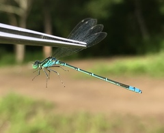 Paracercion hieroglyphicum