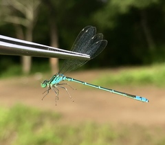 Paracercion hieroglyphicum