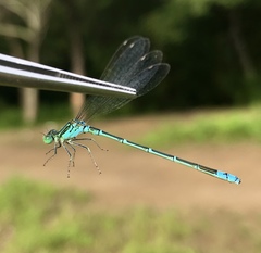 Paracercion hieroglyphicum