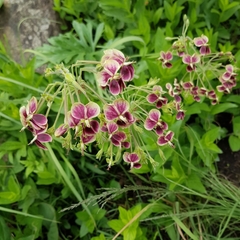 Pelargonium schlechteri