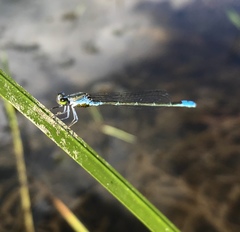 Paracercion calamorum calamorum