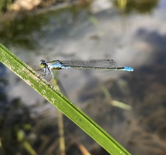 Paracercion calamorum calamorum