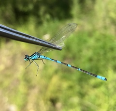 Coenagrion lanceolatum