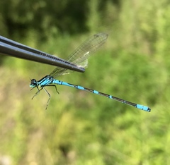Coenagrion lanceolatum