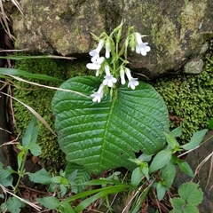Streptocarpus pusillus