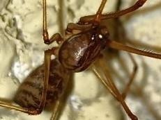 Scytodes