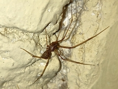 Scytodes