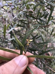 Notelaea linearis