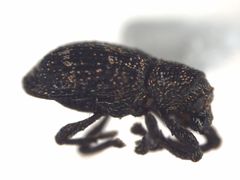 Viticis bidentatus