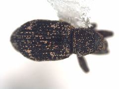 Viticis bidentatus