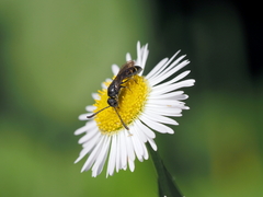 Monosapyga clavicornis