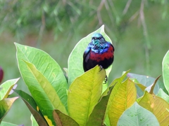 Cinnyris erythrocercus